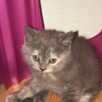 British Shorthair, Kedi  HERA fotoğrafı