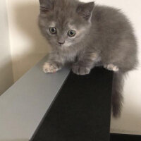 British Shorthair, Kedi  HERA fotoğrafı