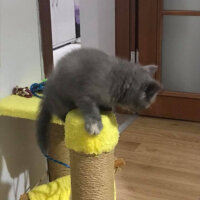 British Shorthair, Kedi  HERA fotoğrafı