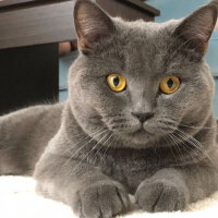 British Shorthair, Kedi  HERA fotoğrafı