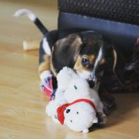 Beagle, Köpek  Haydut fotoğrafı