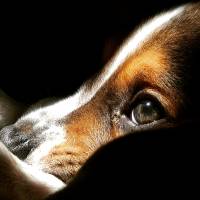 Beagle, Köpek  Haydut fotoğrafı