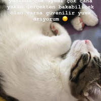Tekir Kedi, Kedi  Behlül fotoğrafı