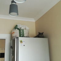 Mavi Rus, Kedi  Tomy fotoğrafı
