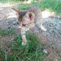 Tekir Kedi, Kedi  Sipsi fotoğrafı