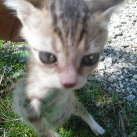 Tekir Kedi, Kedi  Sipsi fotoğrafı