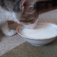 Tekir Kedi, Kedi  Badem fotoğrafı