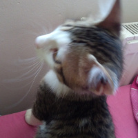 Tekir Kedi, Kedi  Badem fotoğrafı
