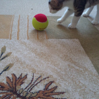 Tekir Kedi, Kedi  Badem fotoğrafı