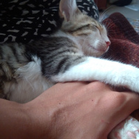 Tekir Kedi, Kedi  Badem fotoğrafı