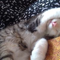 Tekir Kedi, Kedi  Badem fotoğrafı