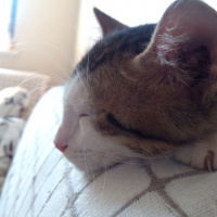 Tekir Kedi, Kedi  Badem fotoğrafı