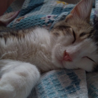 Tekir Kedi, Kedi  Badem fotoğrafı