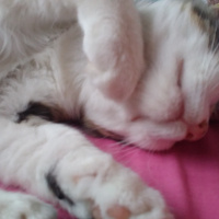 Tekir Kedi, Kedi  Badem fotoğrafı