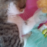 Tekir Kedi, Kedi  Badem fotoğrafı