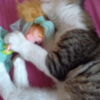 Tekir Kedi, Kedi  Badem fotoğrafı