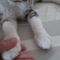 Tekir Kedi, Kedi  Badem fotoğrafı