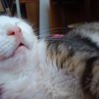Tekir Kedi, Kedi  Badem fotoğrafı