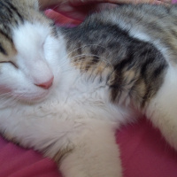 Tekir Kedi, Kedi  Badem fotoğrafı