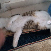 Tekir Kedi, Kedi  Badem fotoğrafı