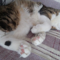 Tekir Kedi, Kedi  Badem fotoğrafı