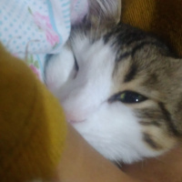 Tekir Kedi, Kedi  Badem fotoğrafı