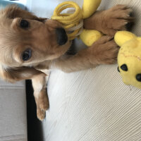 İngiliz Cocker Spaniel, Köpek  Cersei fotoğrafı