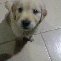 Golden Retriever, Köpek  wesley fotoğrafı