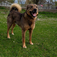 Sokö (Sokak Köpeği), Köpek  Niki fotoğrafı