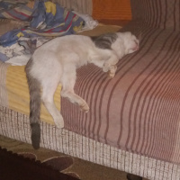 Tekir Kedi, Kedi  Müdür fotoğrafı