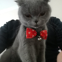 Scottish Fold, Kedi  Sophie fotoğrafı
