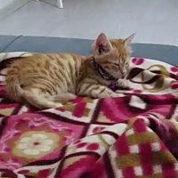 Tekir Kedi, Kedi  toprak fotoğrafı