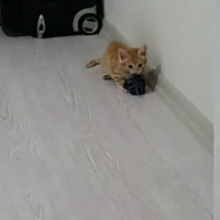 Tekir Kedi, Kedi  toprak fotoğrafı