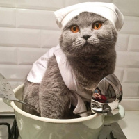 British Shorthair, Kedi  GÜMÜŞ HANIM fotoğrafı