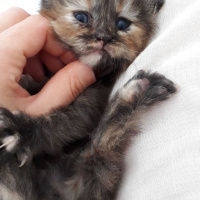 Chinchilla, Kedi  miya fotoğrafı