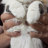 Norwegian Forest, Kedi  Jon fotoğrafı