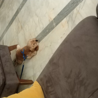 İngiliz Cocker Spaniel, Köpek  Teo fotoğrafı