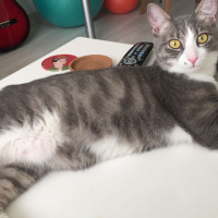 Tekir Kedi, Kedi  Hera fotoğrafı