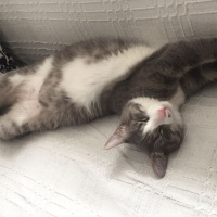 Tekir Kedi, Kedi  Hera fotoğrafı
