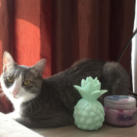 Tekir Kedi, Kedi  Hera fotoğrafı