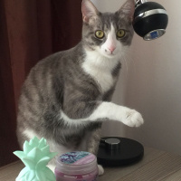 Tekir Kedi, Kedi  Hera fotoğrafı