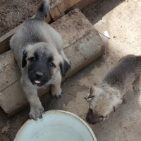 Kangal, Köpek  kc fotoğrafı