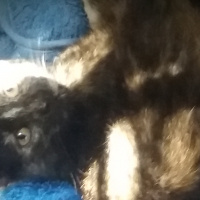 Tekir Kedi, Kedi  Haylaz fotoğrafı