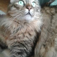 Sibirya Kedisi, Kedi  Pibadi fotoğrafı