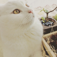 British Shorthair, Kedi  Maya fotoğrafı