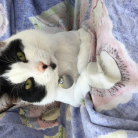 Siyam Kedisi, Kedi  Gece fotoğrafı