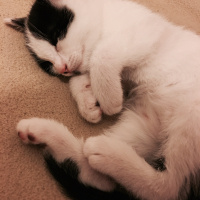 Siyam Kedisi, Kedi  Gece fotoğrafı