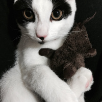 Siyam Kedisi, Kedi  Gece fotoğrafı