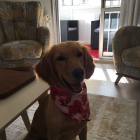 Golden Retriever, Köpek  LEİA fotoğrafı