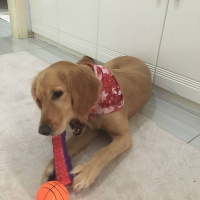 Golden Retriever, Köpek  LEİA fotoğrafı